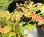 Mahonia aquifolium. Vex  einum gari  Akureyri, og roskar ar fr.