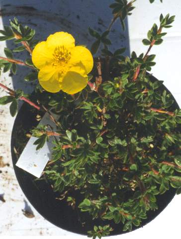 Runnamura smáplanta